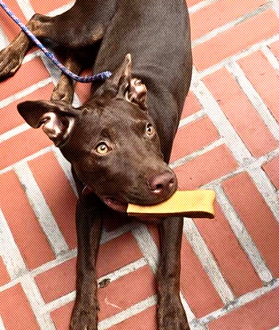Image of dog enjoying Himalayan dog chew stick