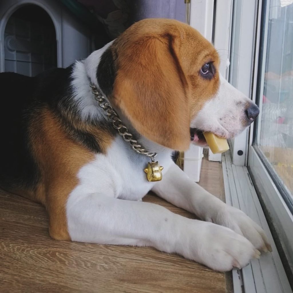 Small dog chewing on Nepalese Cheestick chew