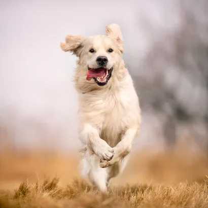 happy_dog_1a53b0c3-1240-4ac2-bc6a-844508e6f8fa